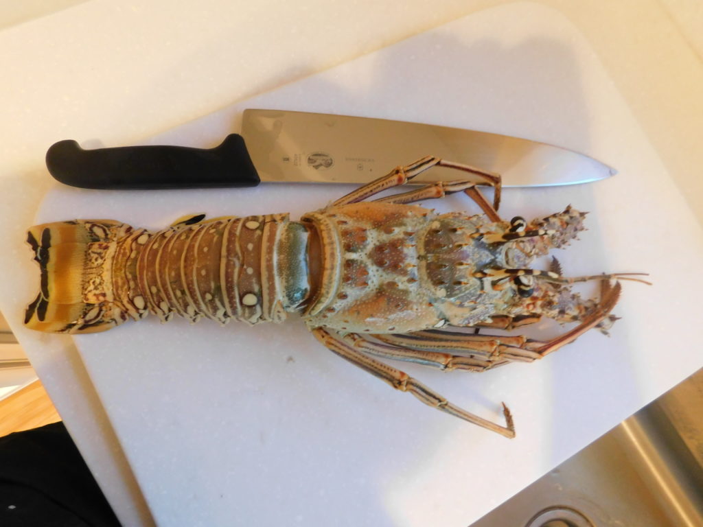 spiny lobster and butcher knife on a white cutting board